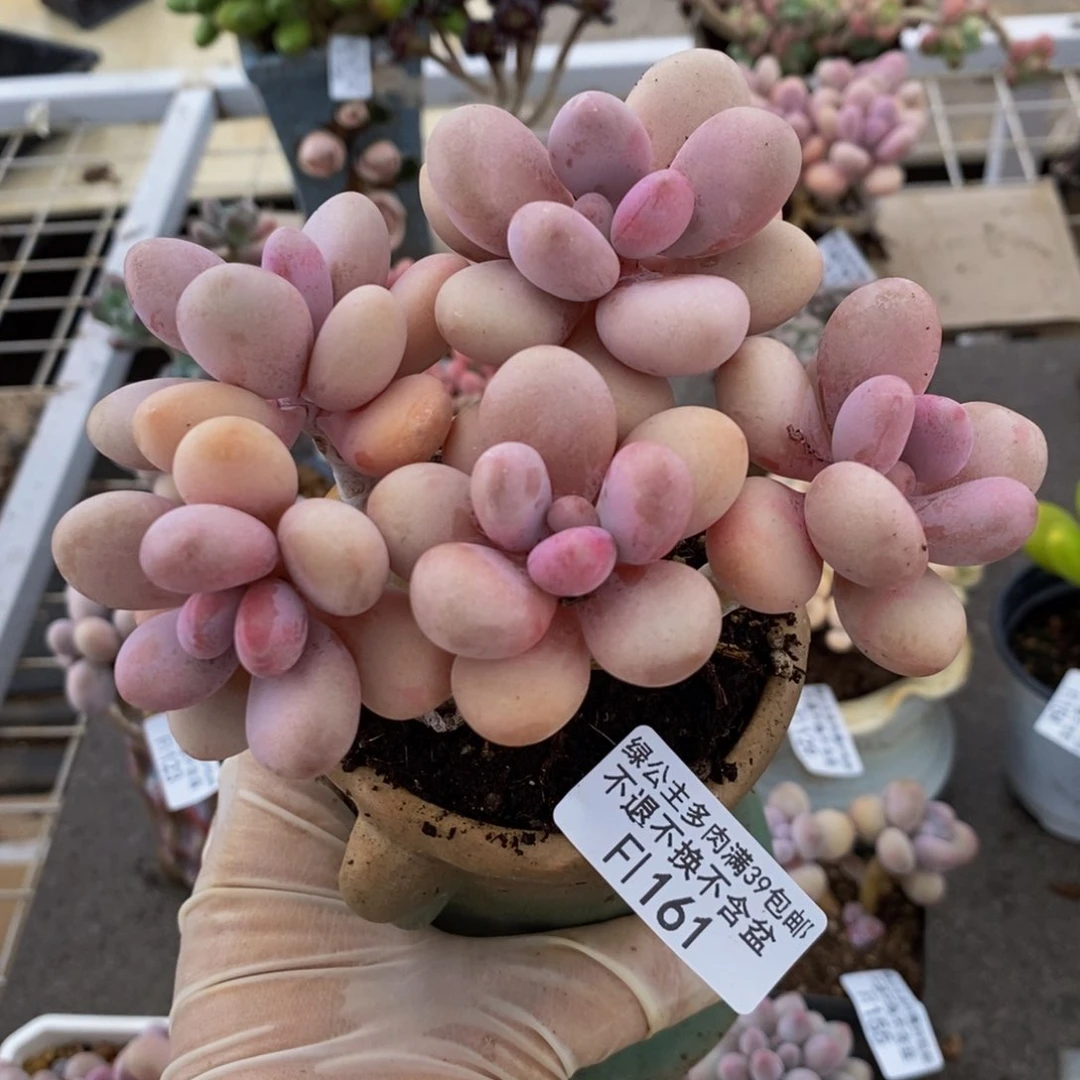 糖果桃蛋161/10c m