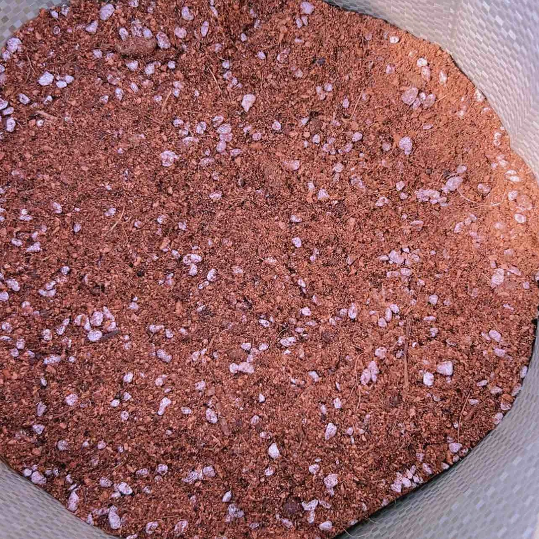 【闪购商品】种九尾狐法师多肉