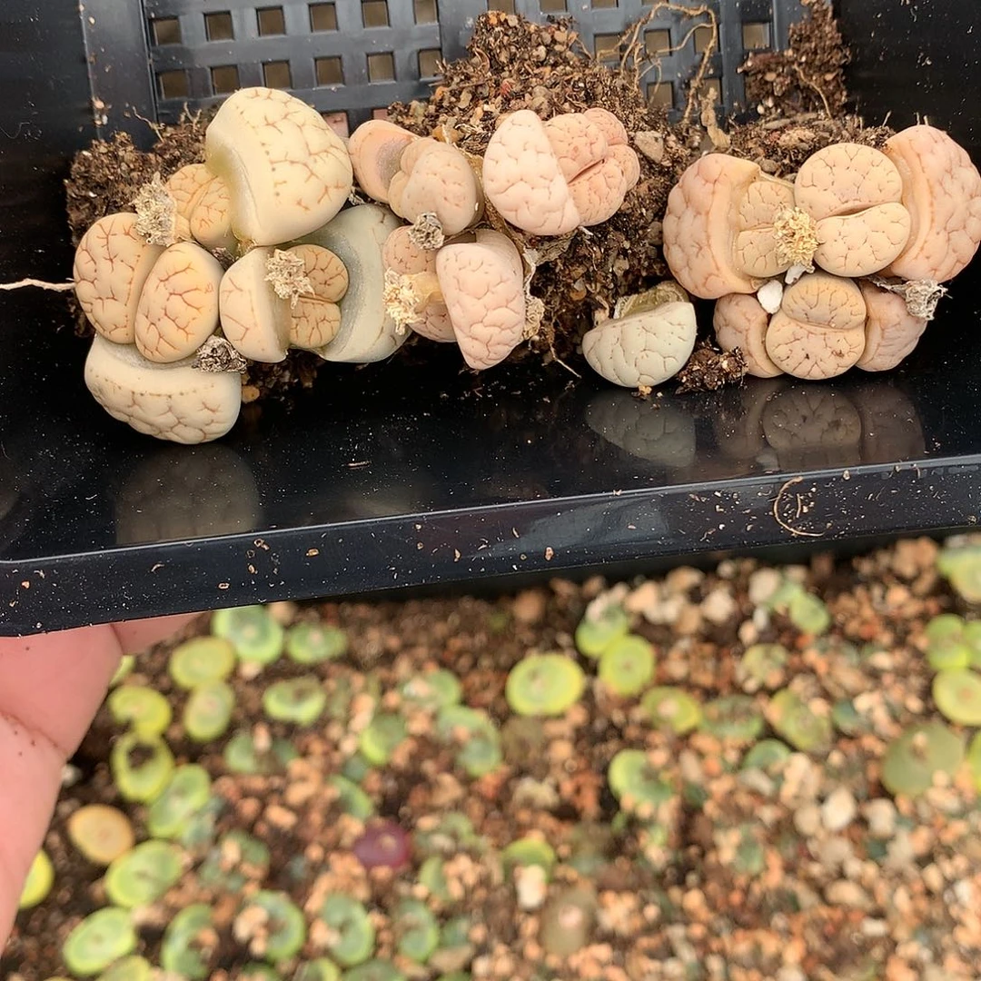 核****2X168多肉植物保护研究所