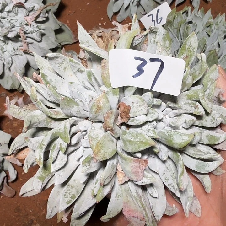 3代杂交仙女杯多肉福利辞退瑕疵