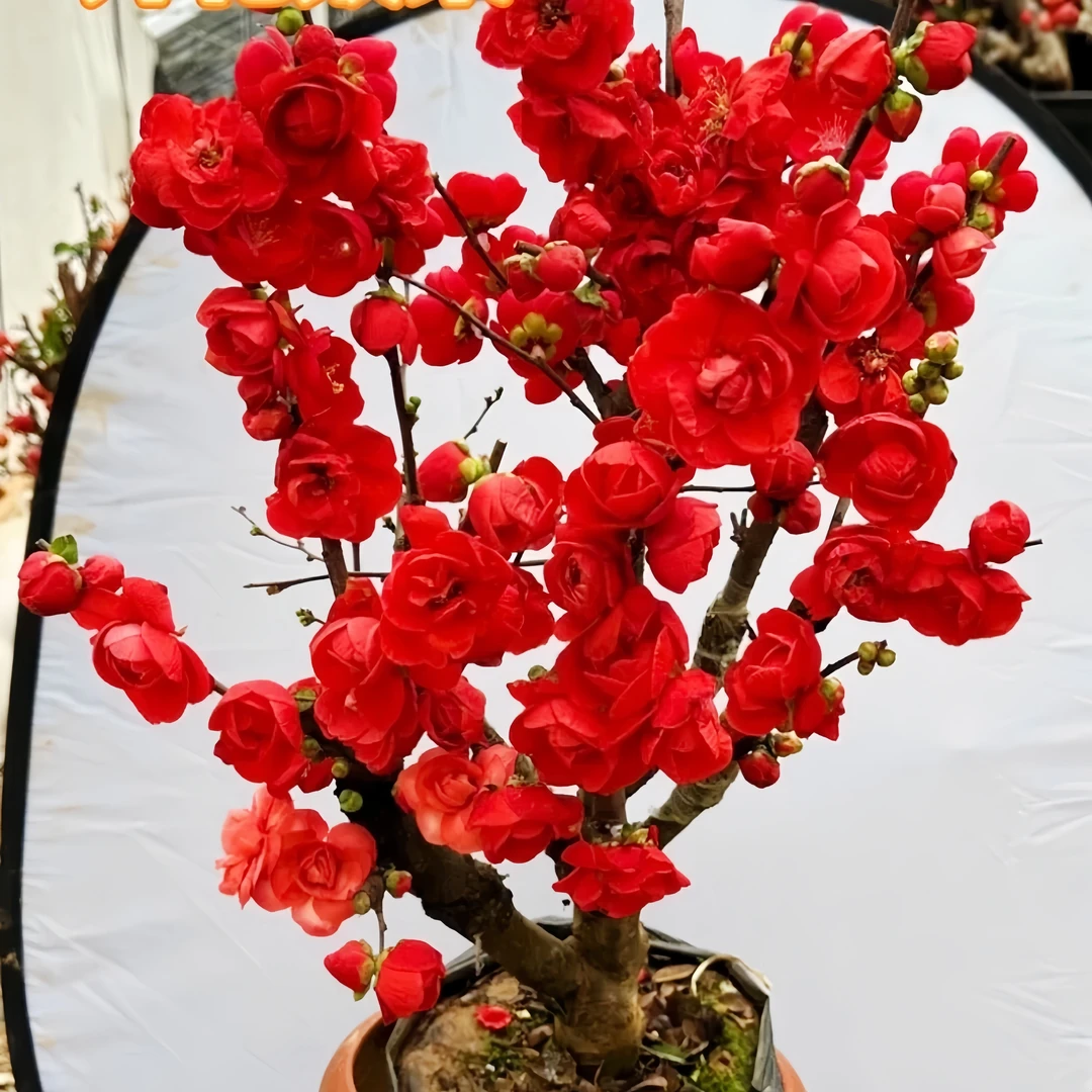 海棠花盆栽老桩长寿冠盆景带花苞重瓣四季开花卉庭院耐寒植物