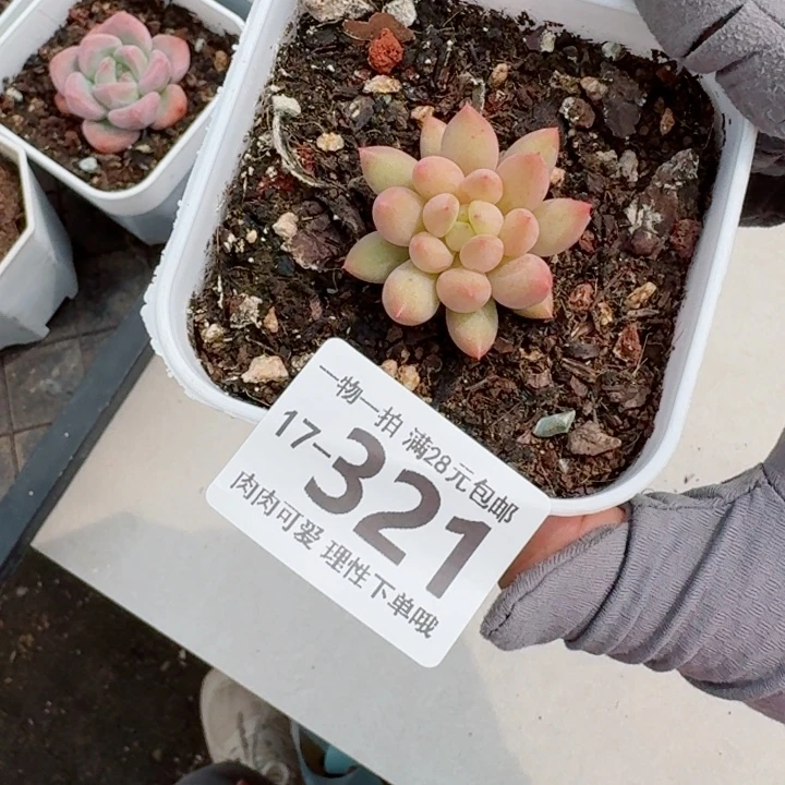 虞美人多肉无盆土发货多肉多