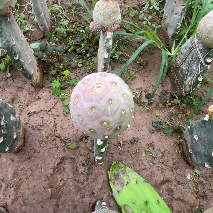 如*习志野单头大型无刺