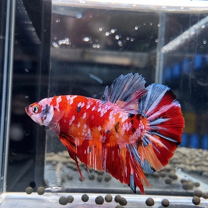 斗鱼黑23号巨斗将军