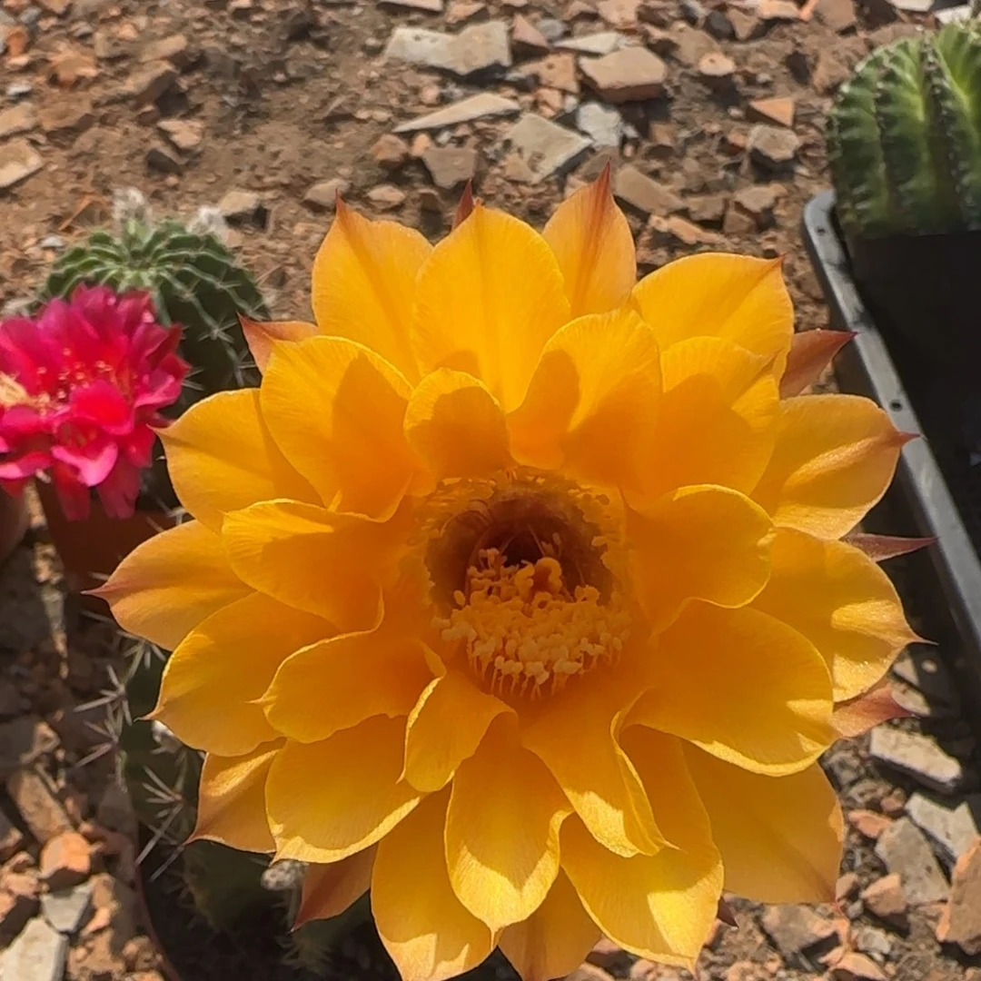 彩草仙人球一物一拍