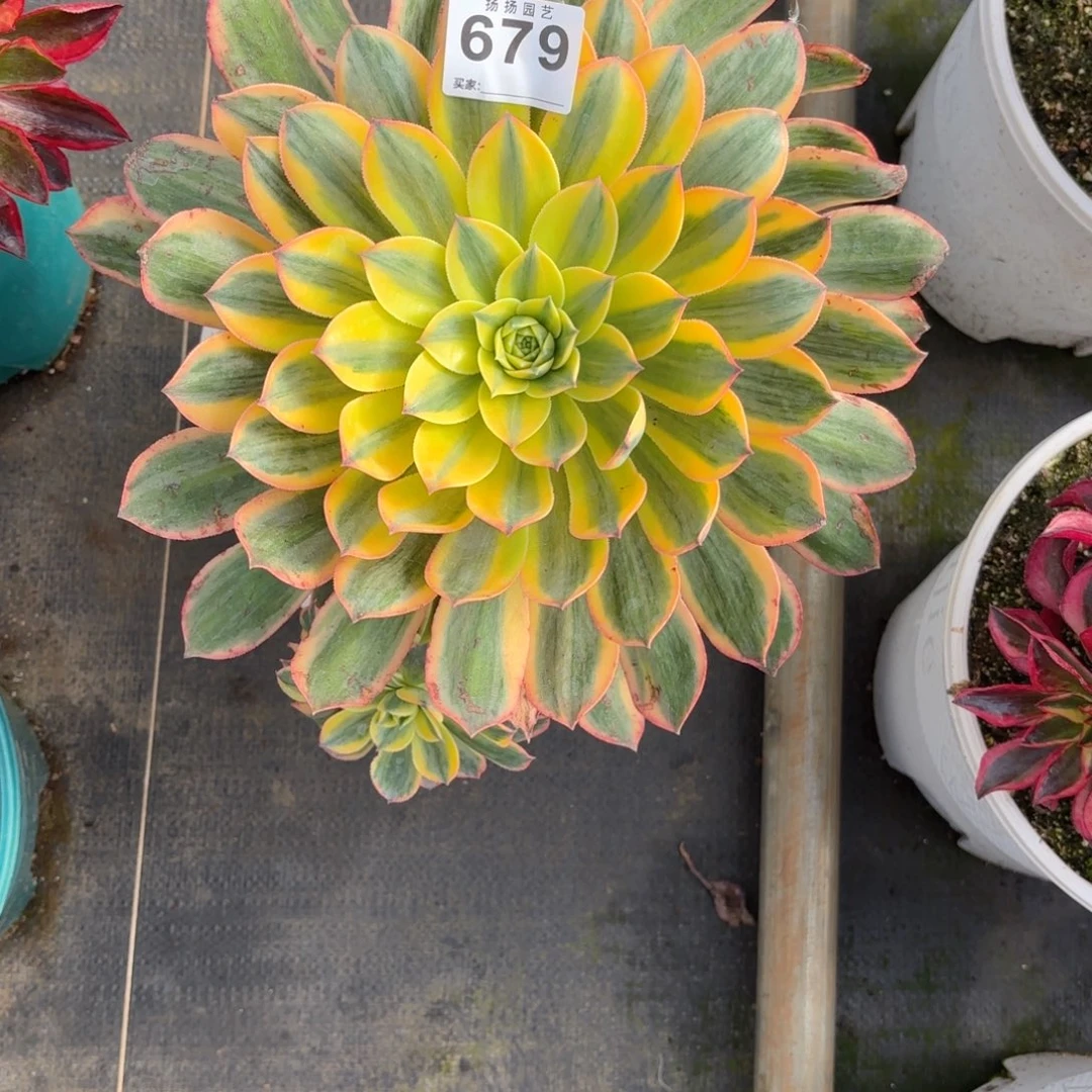 林****）123  679多肉法师