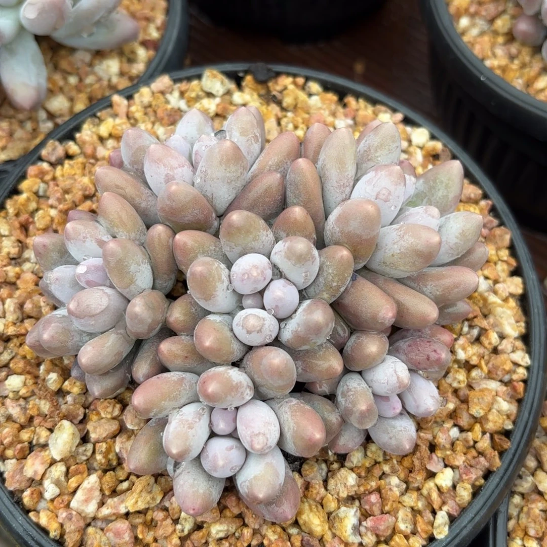 无花朵汤圆群1111