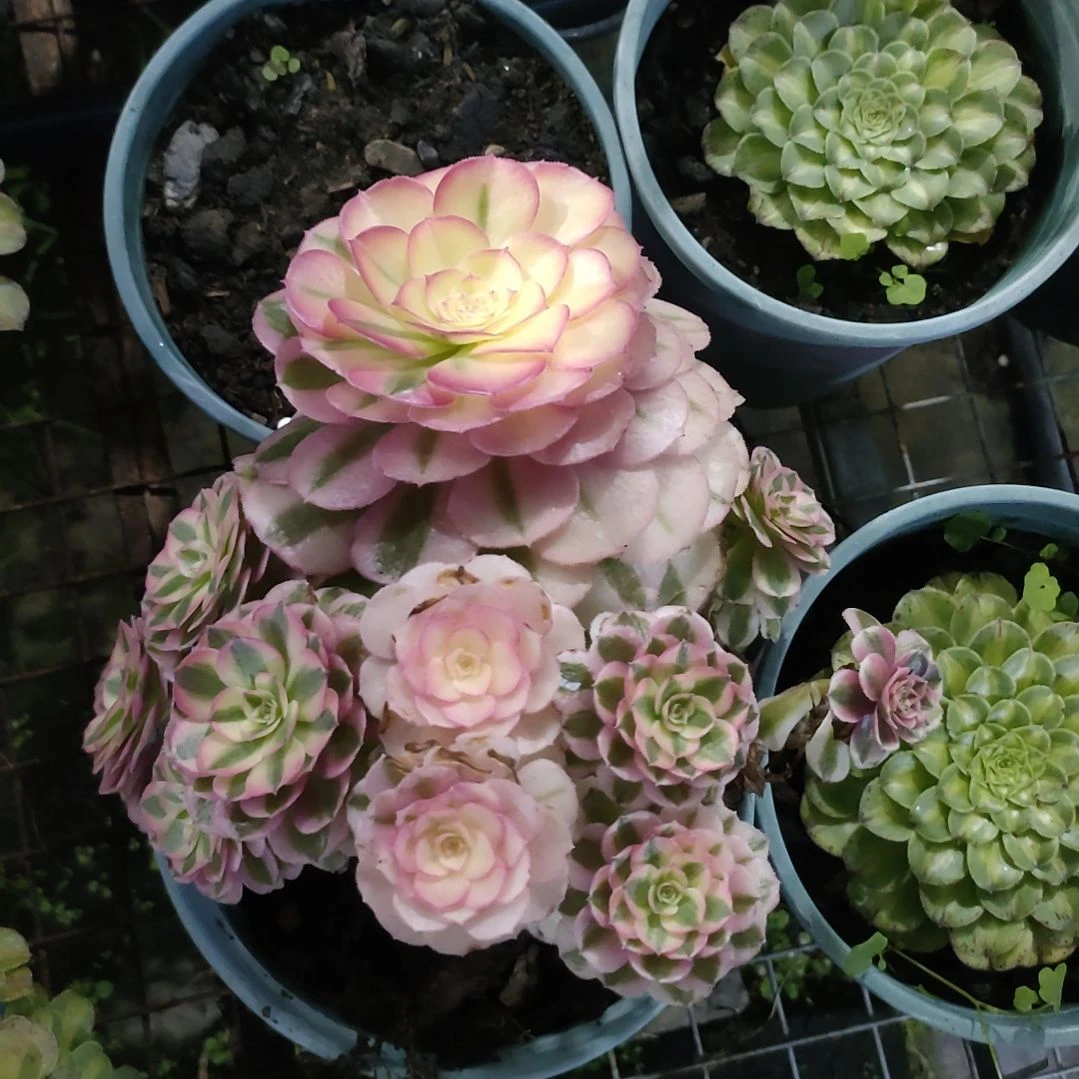 多肉法师锦倾城法师