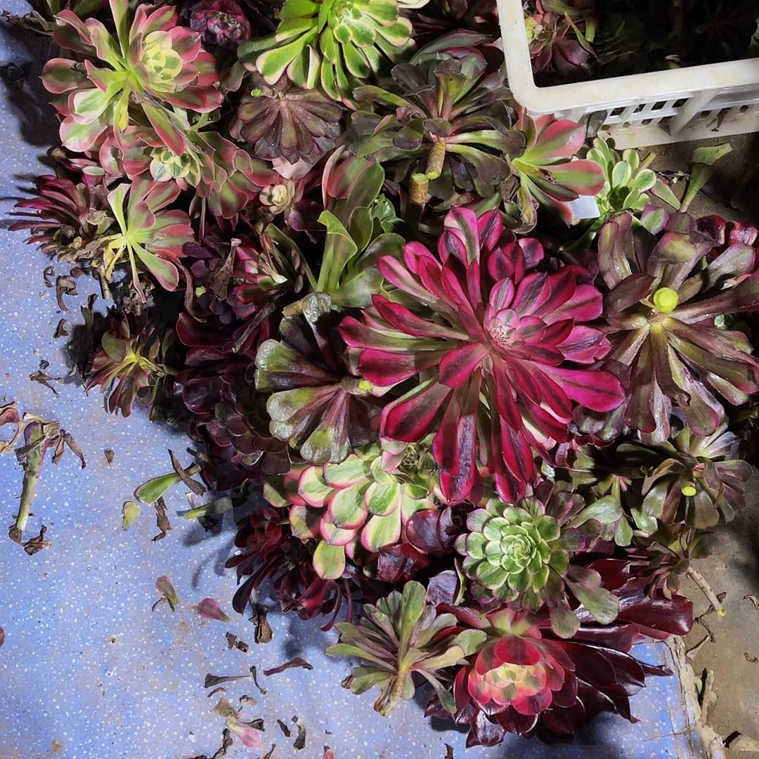 眼****酒砍头庙108三颗迈巴赫