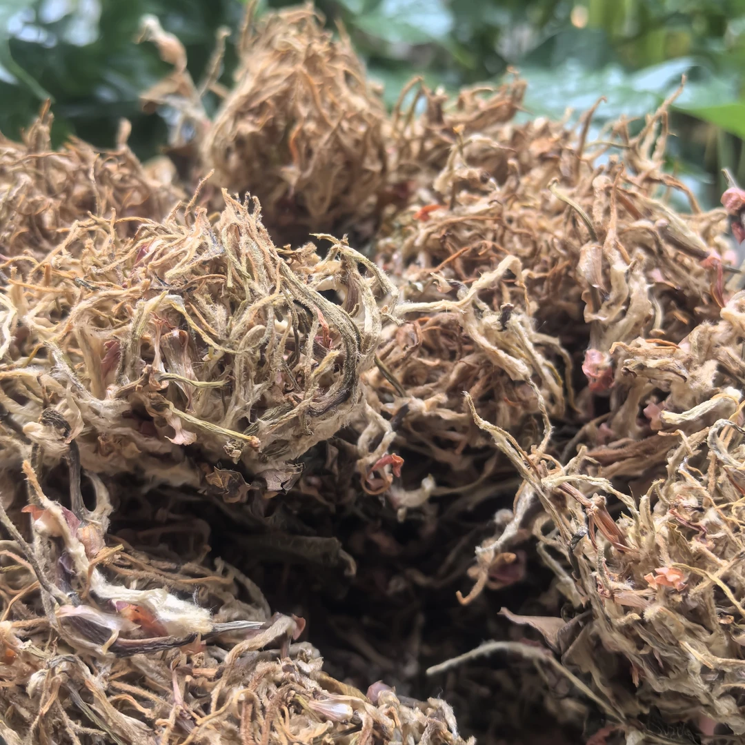 【阿海精选】土特产金莲连