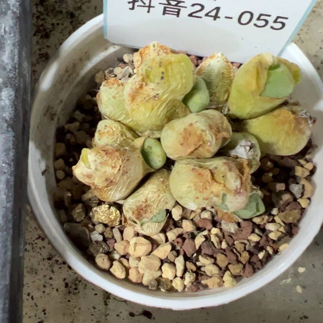 24-55量拍紫式部一群