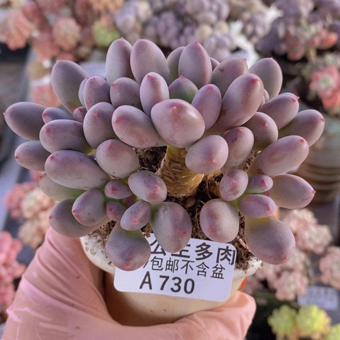 仙子奶8cm730多肉植物