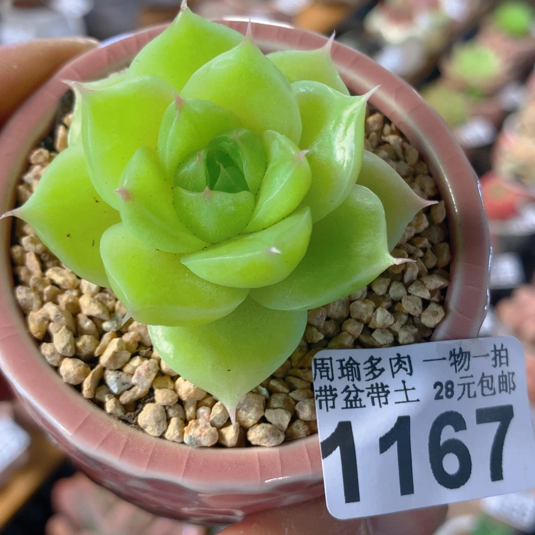 精控多肉植物1167