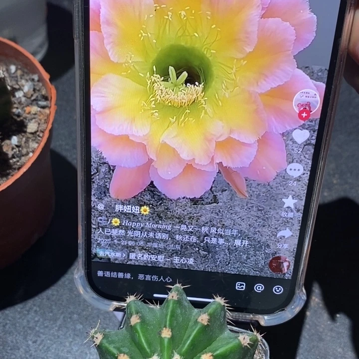香香星火带根5-6公分左右