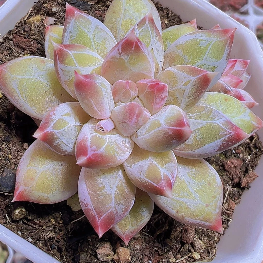 幻影美人19包邮多肉