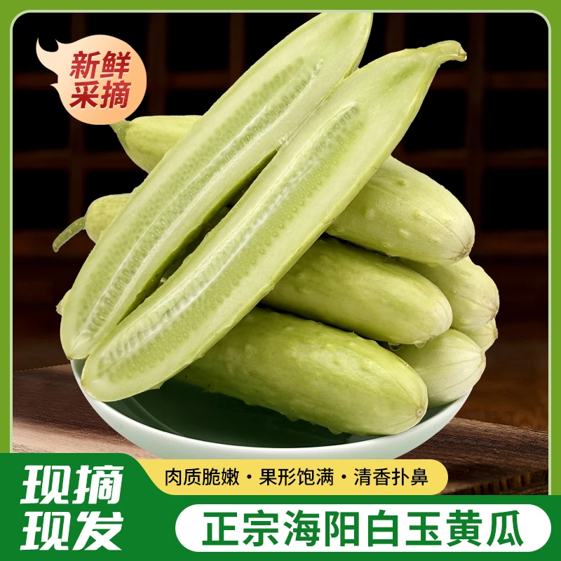 正宗海阳白玉黄瓜新鲜水果生吃白黄瓜5斤包邮当季脆嫩小黄瓜