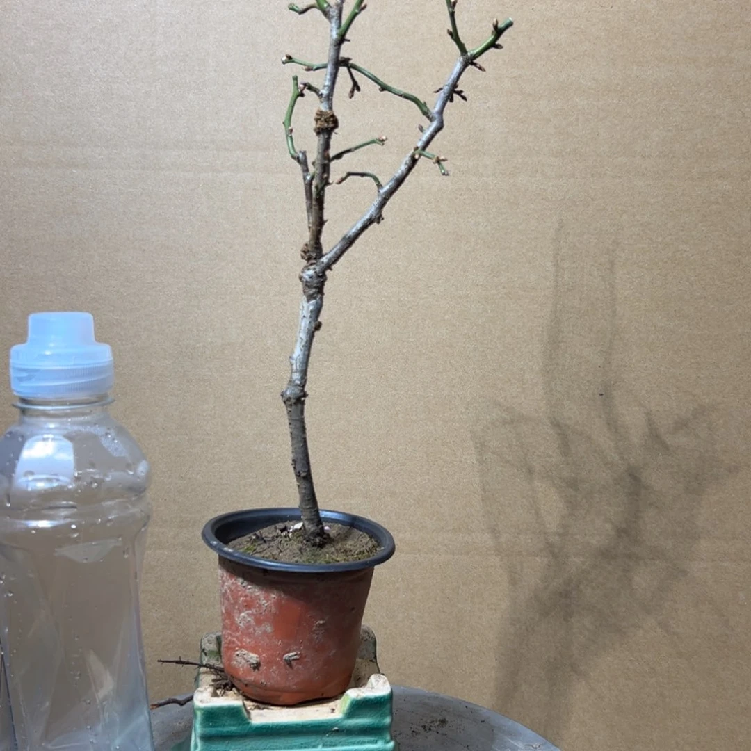 无花朵【7号原生龙游梅】