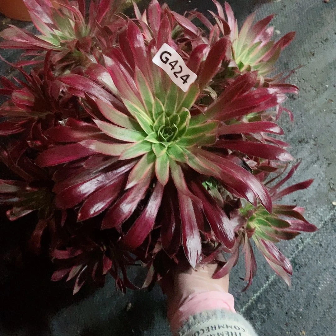 红陶424孔雀锦3多肉