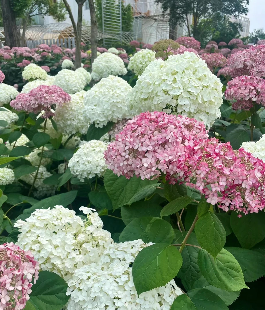 无敌贝拉安娜乔木绣球