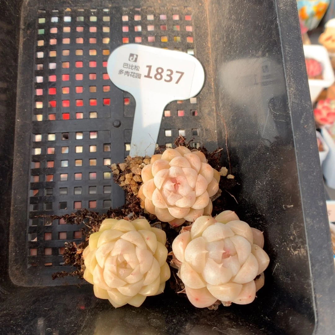 伍**C1837麦杆三棵多肉福利