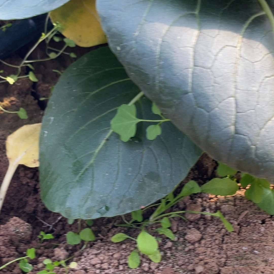 中国大陆带根的上海青三斤