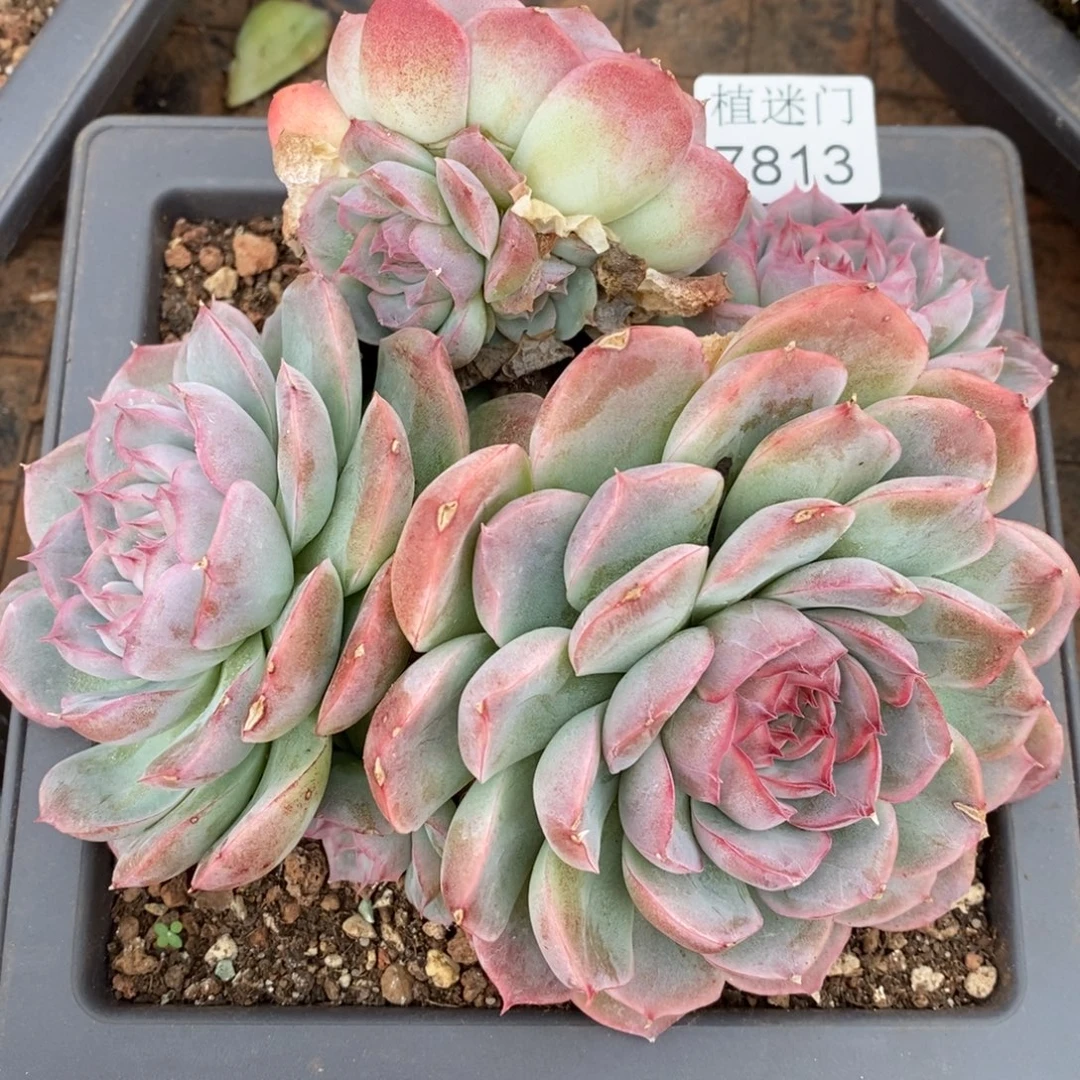 简***福不包整散掉头7813~15厘米
