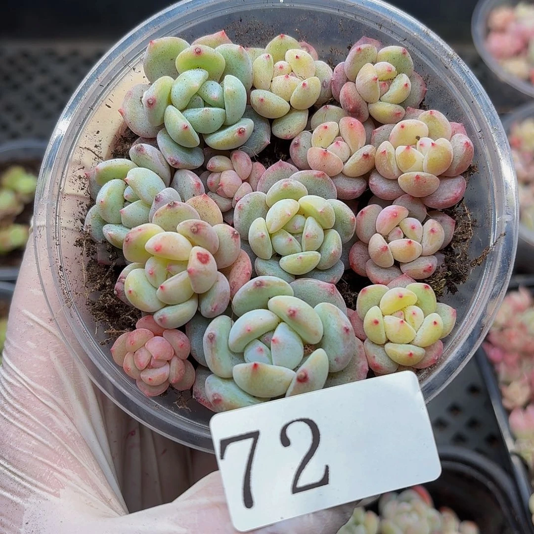 多肉植物多肉植物72