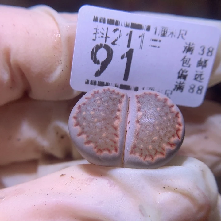 生石花多肉211.91