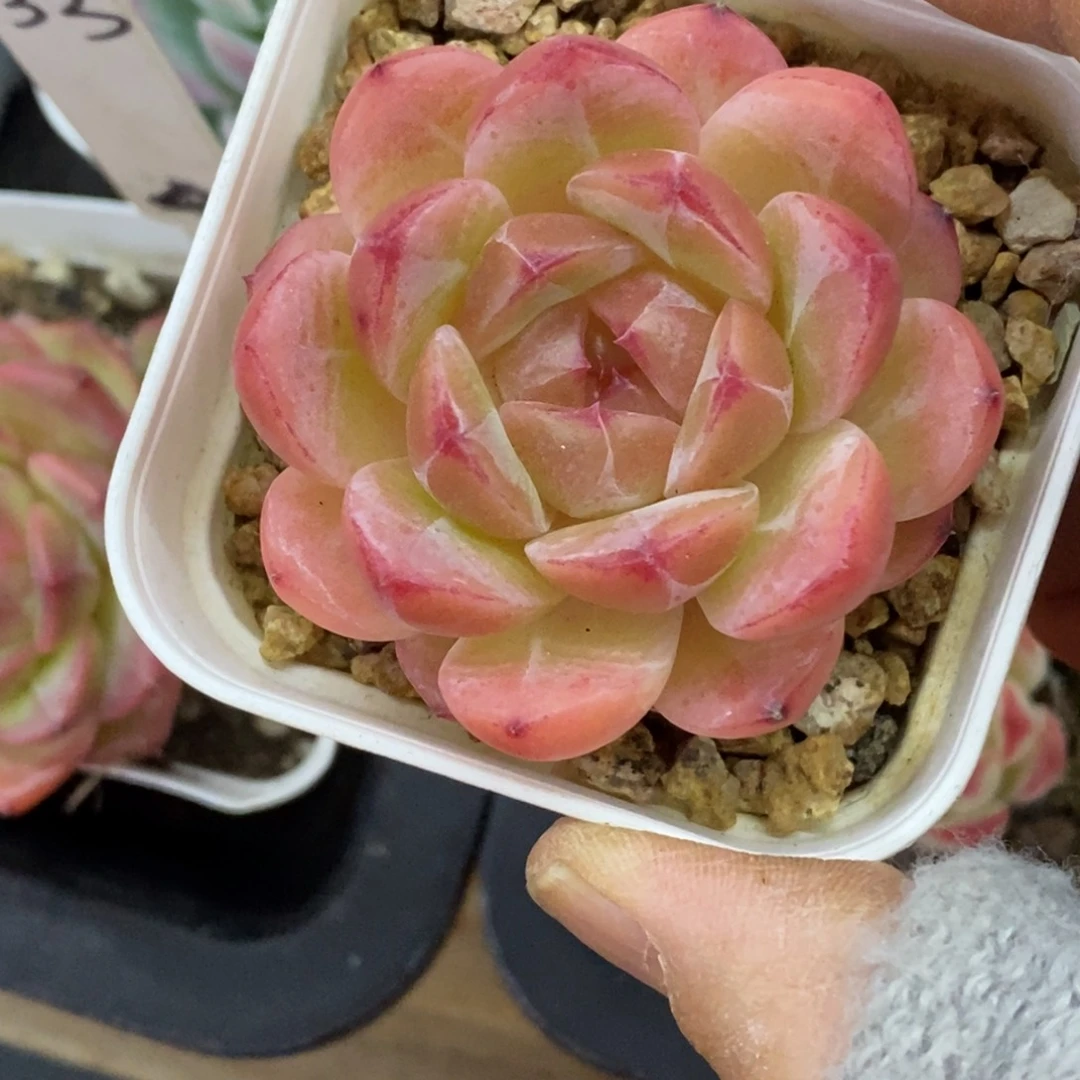 精品多肉一物一拍不包整36