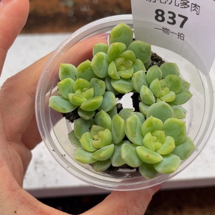837 多肉植物多肉植物