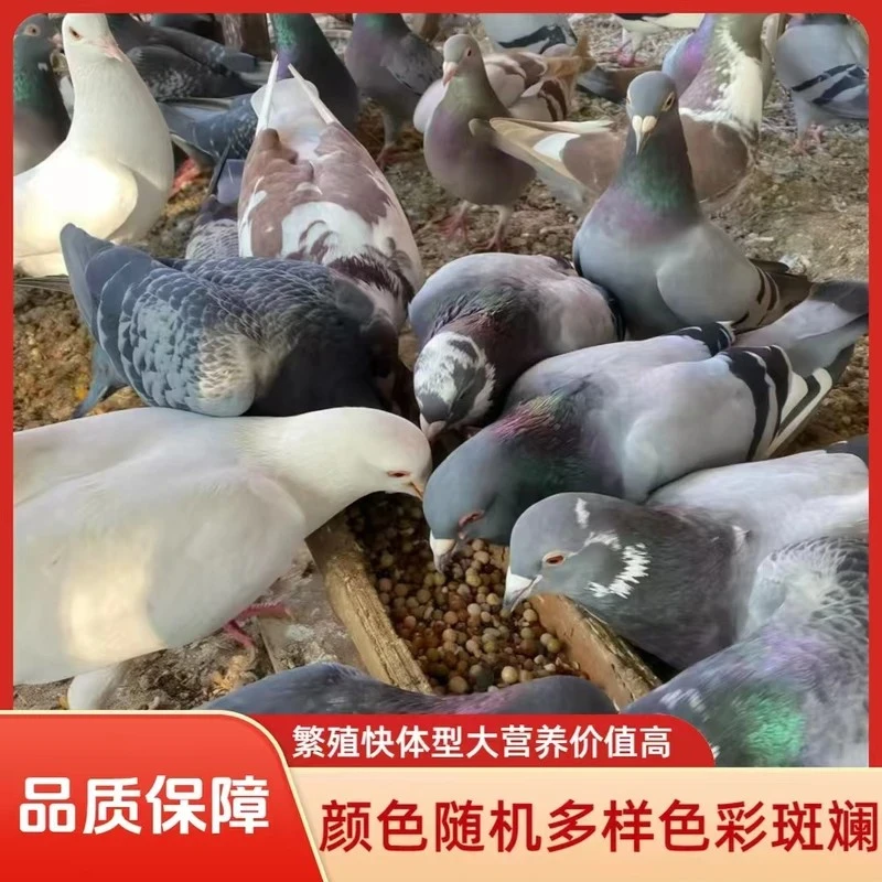 精品下蛋王鸽落地王鸽子纯种大体鸽活体生鲜肉鸽青年鸽2-4只