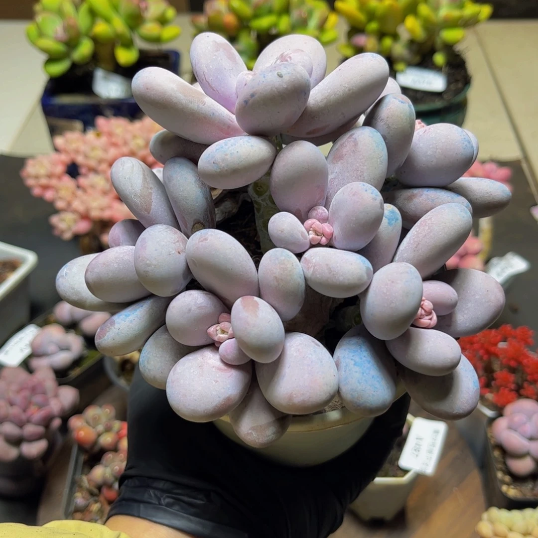 493水光针奶酪14厘米多肉