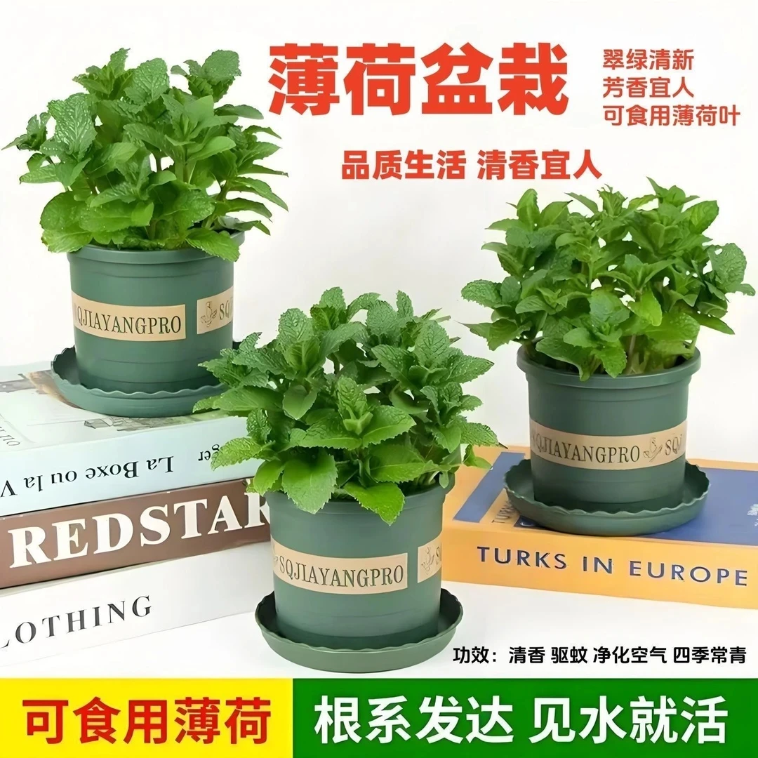 薄荷盆栽水培易活四季常青室内驱蚊净化空气绿植