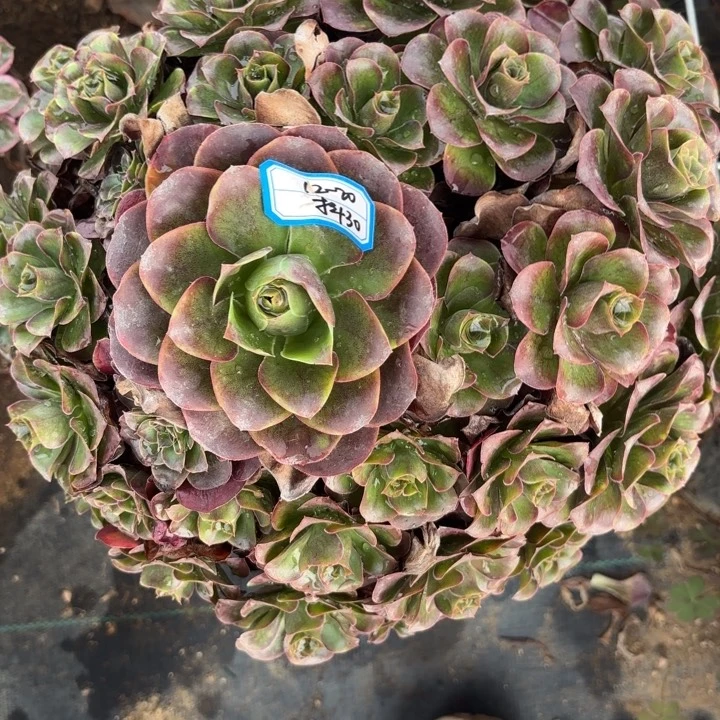 魅金玫瑰多肉法师不包损30