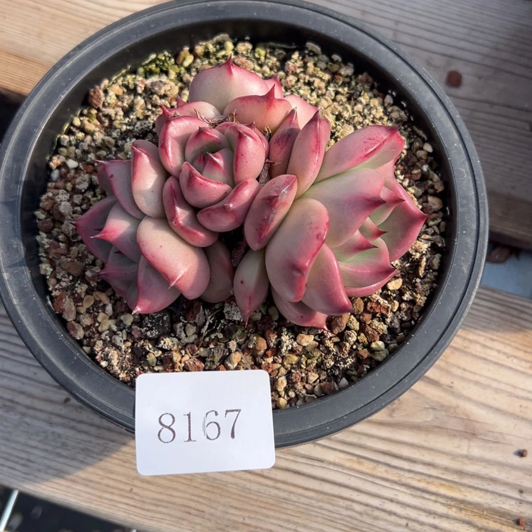 8167的肉饿饿饿饿