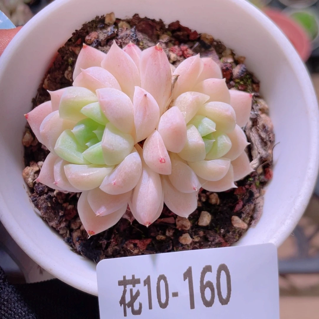 花利美10-160女王