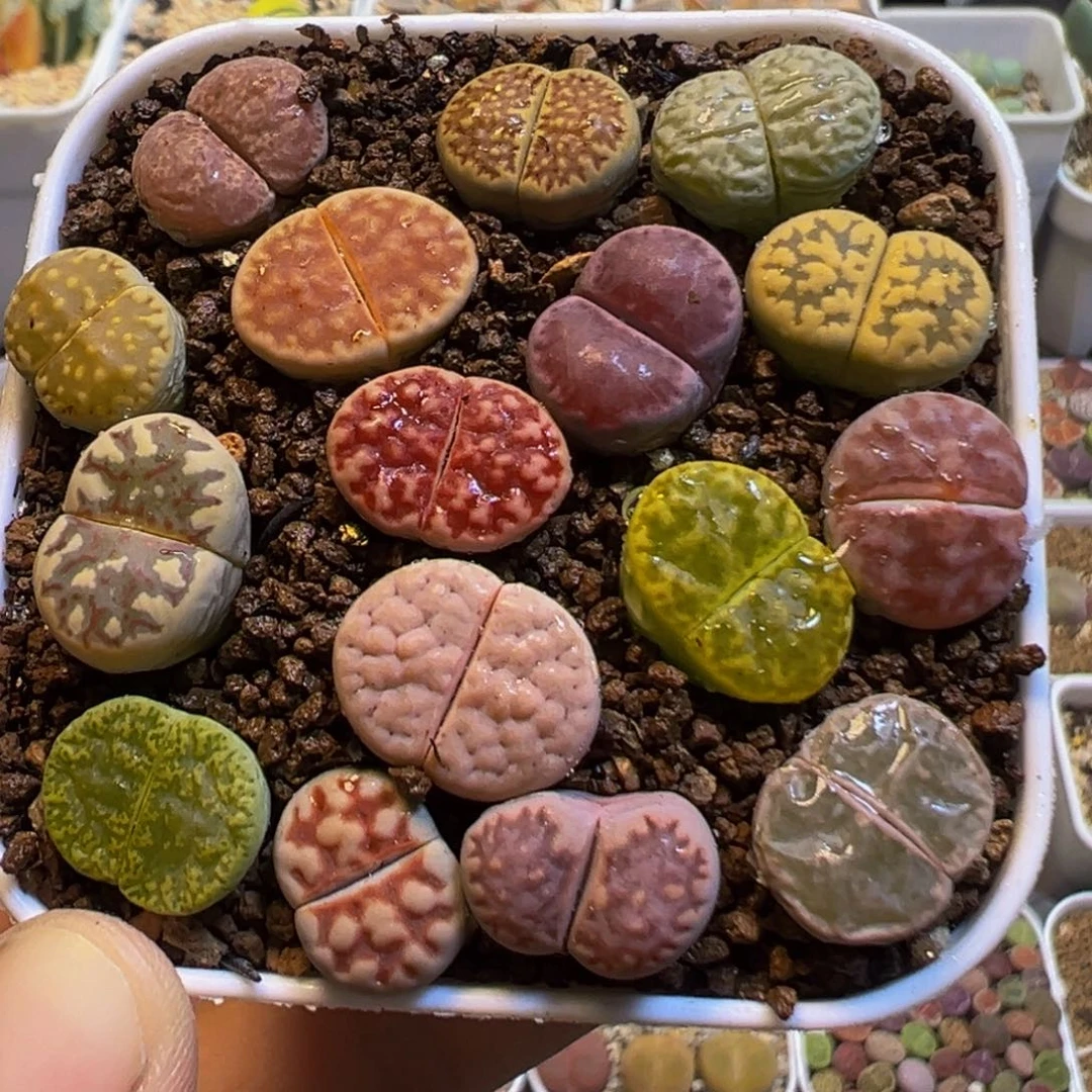 96多肉植物百科知识