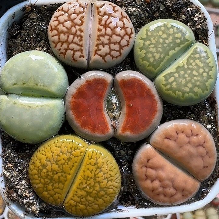 生石花1111112。  235