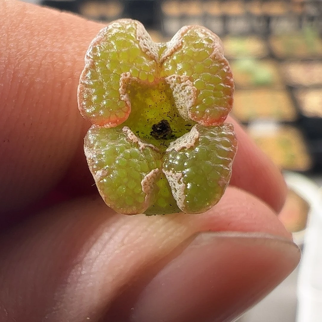 000090 一物一拍超蝶