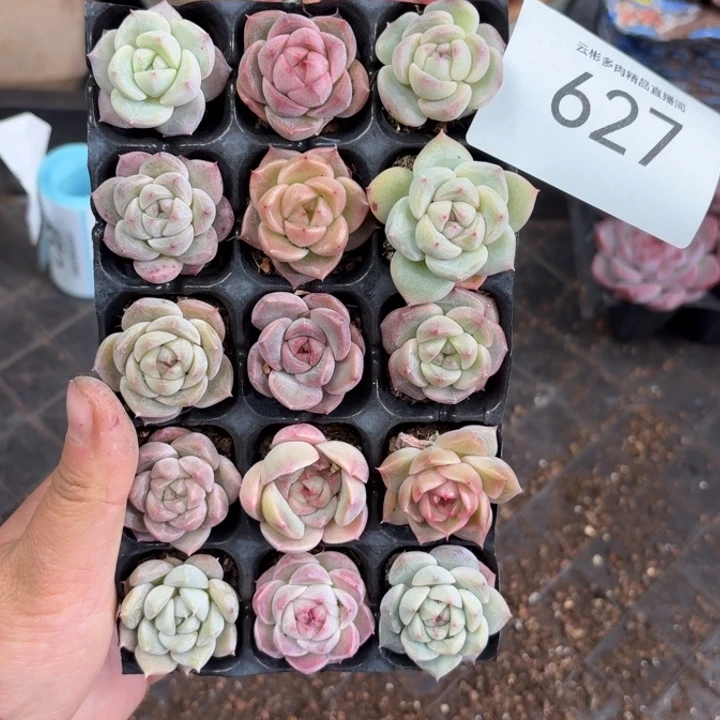 一***良627。