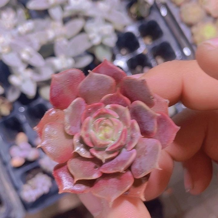 棕玫瑰【满10颗包邮】