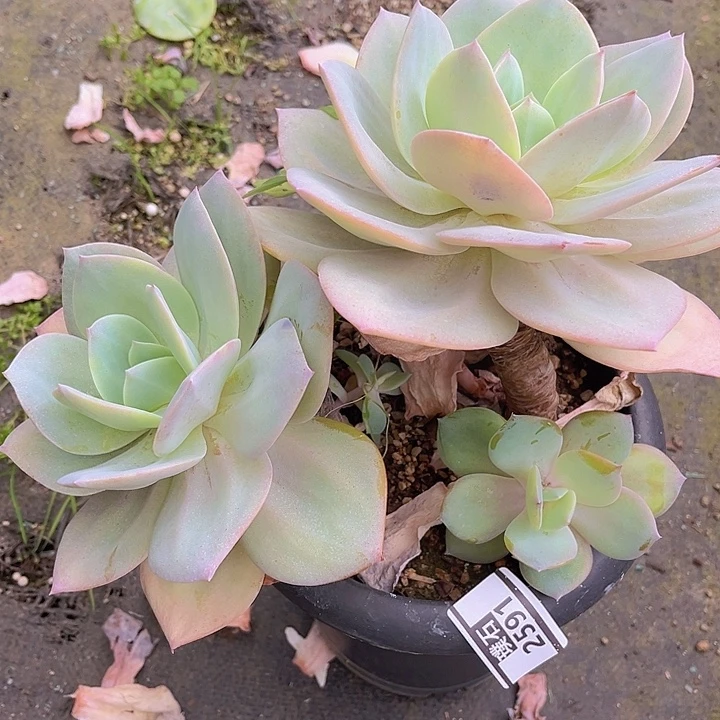 白凤2591多肉植物