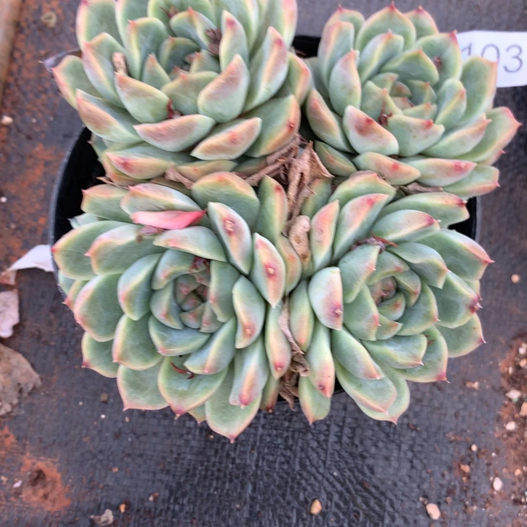 M***礼7103杂交精品基地