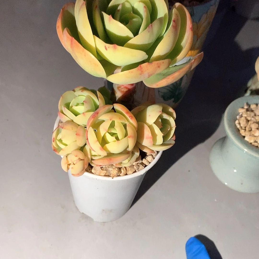 控养鸡蛋碧桃多肉植物