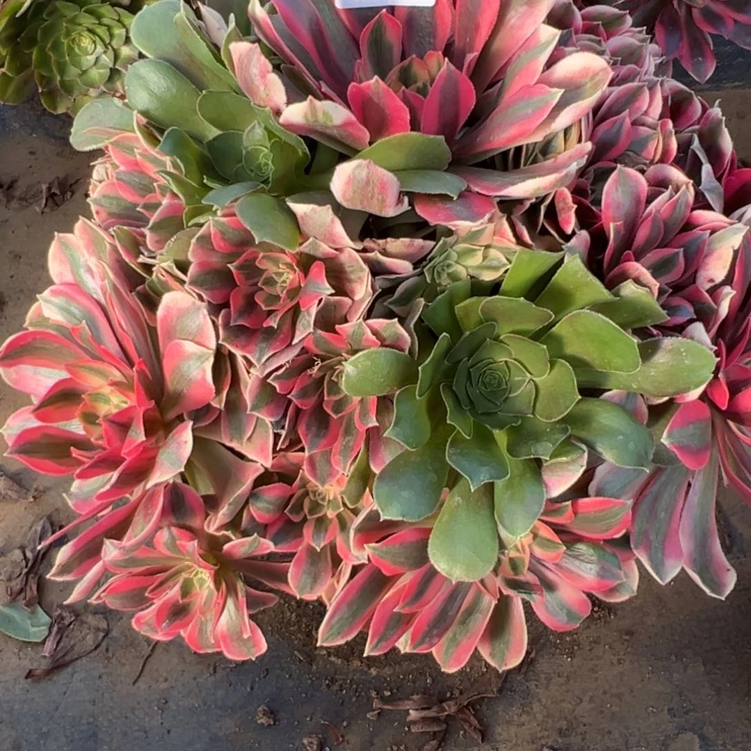 小***贝12.30:25女妖多肉植物