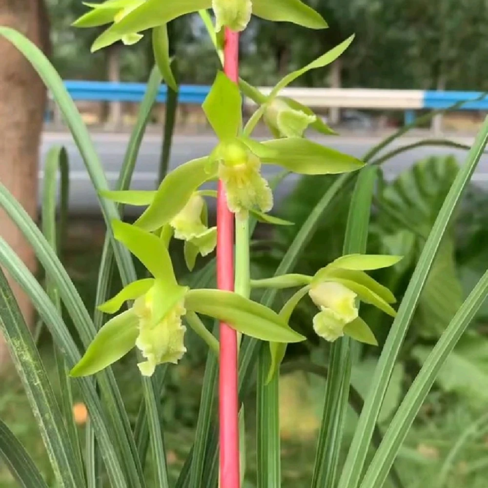 一杆多花浓香惠兰