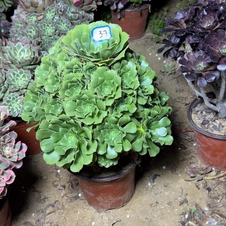 多肉植物绿杨荣法师37