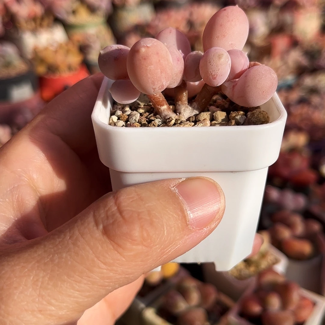 精品奶杂三头整满200包顺丰