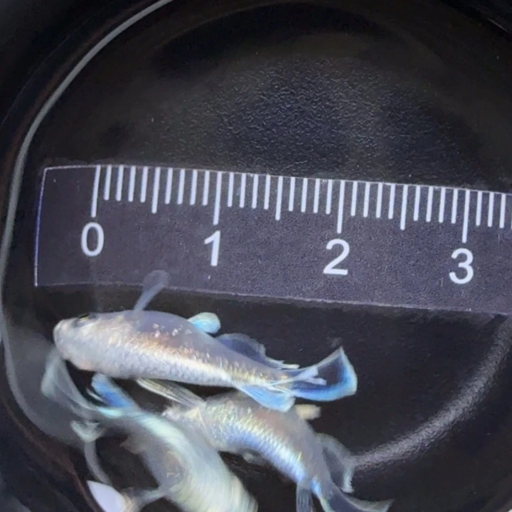 青鳉鱼天使？球球30号