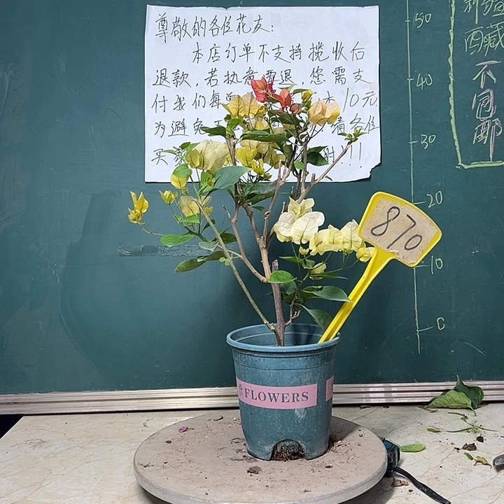 完全开放  黄玫瑰同安红同株  870